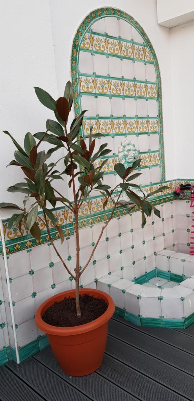 Lux Home - Sierpes Terrace إشبيلية المظهر الخارجي الصورة